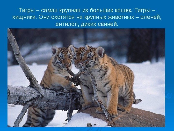   Тигры – самая крупная из больших кошек. Тигры – хищники. Они охотятся