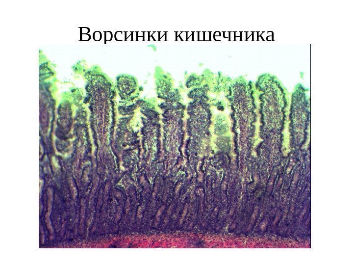 Ворсинки кишечника 