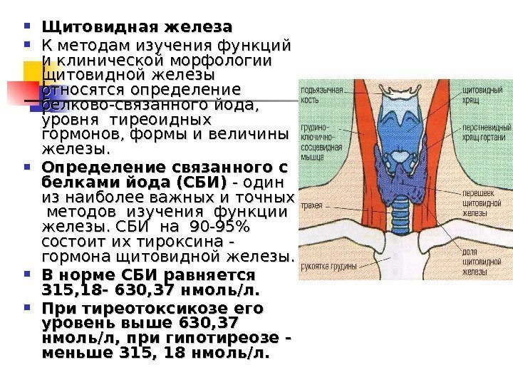  Щитовидная железа К методам изучения функций  и клинической морфологии щитовидной железы относятся