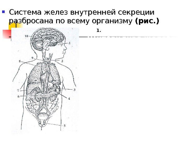  Система желез внутренней секреции разбросана по всему организму (рис. ) 1. Гипофиз. 2.