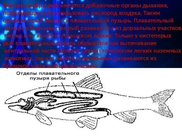 Помимо жабр у рыб имеются добавочные органы дыхания,  позволяющие им использовать кислород воздуха.