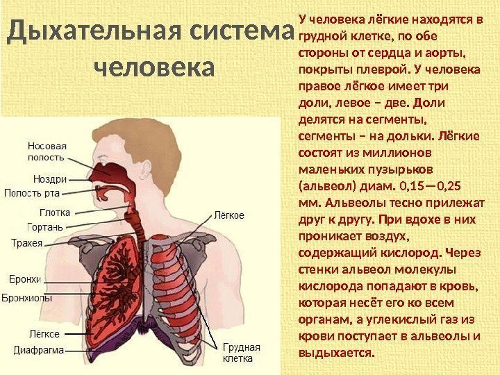 Дыхательная система человека У человека лёгкие находятся в грудной клетке, по обе стороны от