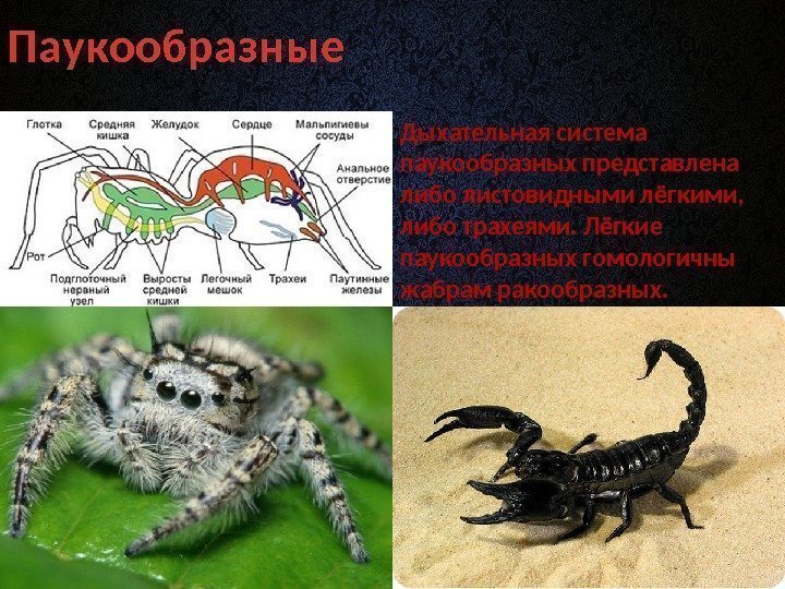Паукообразные Дыхательная система паукообразных представлена либо листовидными лёгкими,  либо трахеями. Лёгкие паукообразных гомологичны