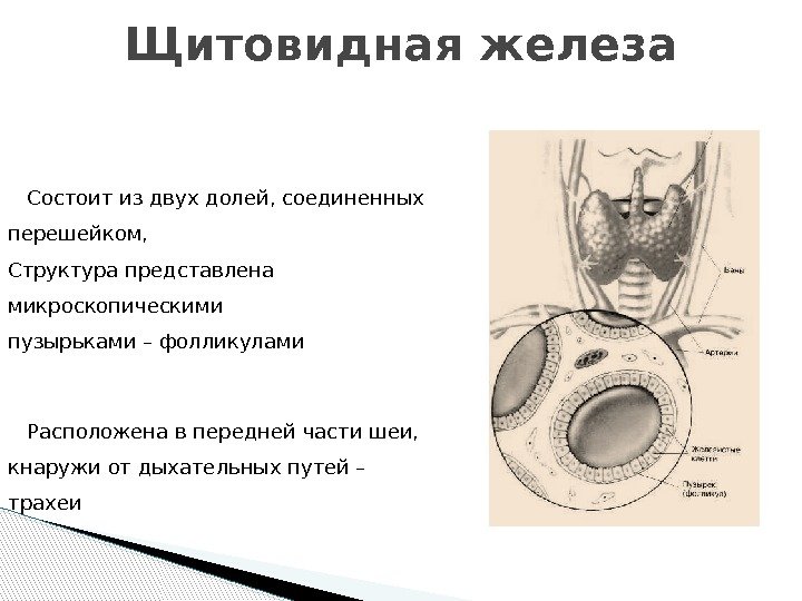 Щитовидная железа Состоит из двух долей, соединенных перешейком,  Структура представлена микроскопическими пузырьками –