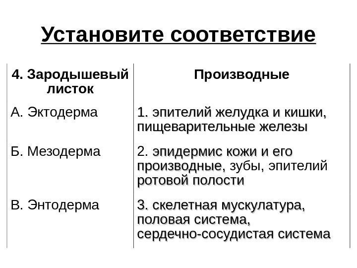 Установите соответствие 4. Зародышевый листок Производные А. Эктодерма 1. эпителий желудка и кишки, 