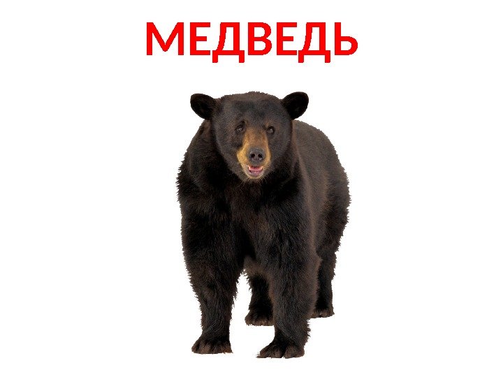 МЕДВЕДЬ 