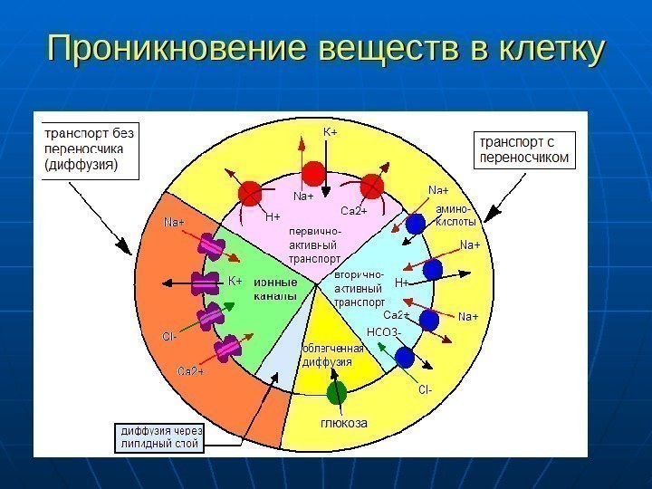   Проникновение веществ в клетку 