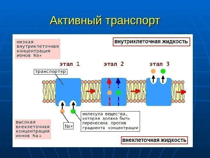   Активный транспорт 