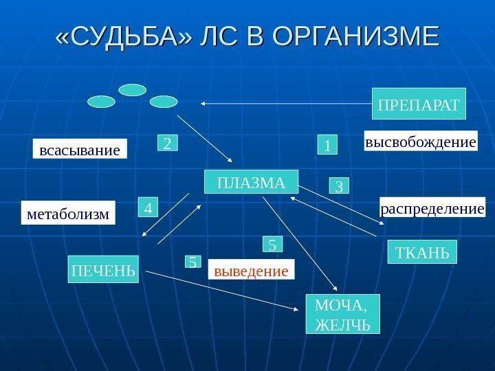   «СУДЬБА» ЛС В ОРГАНИЗМЕ ПРЕПАРАТ ПЛАЗМА ТКАНЬ МОЧА,  ЖЕЛЧЬПЕЧЕНЬ высвобождение 4