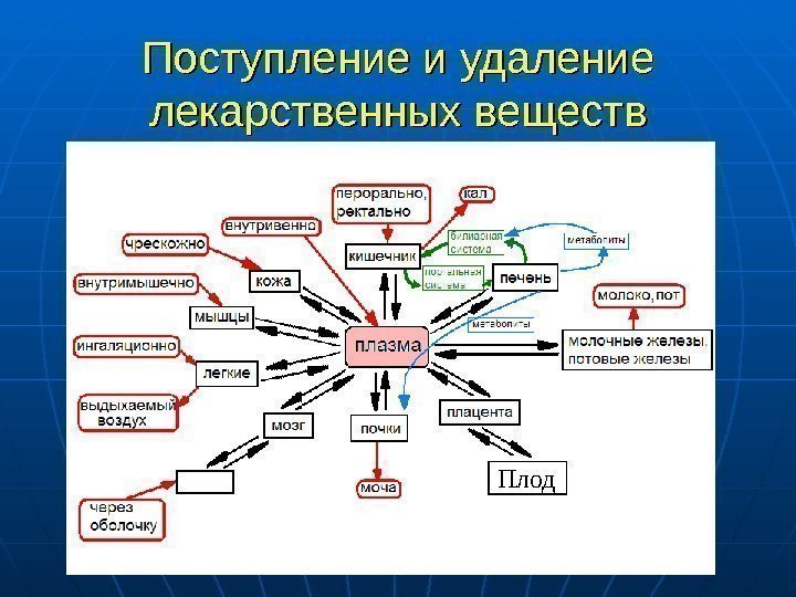   Поступление и удаление лекарственных веществ Плод 