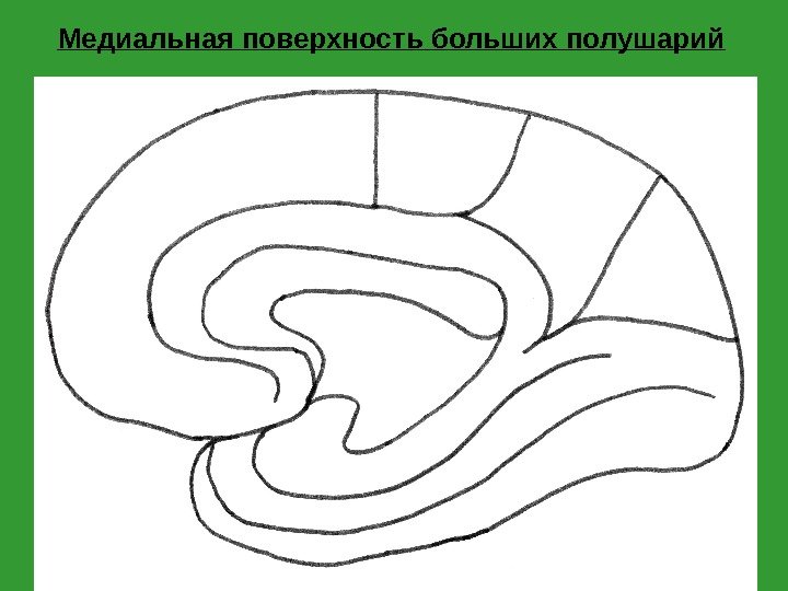 Медиальная поверхность больших полушарий 