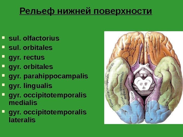 Рельеф нижней поверхности sul. olfactorius sul. orbitales gyr. rectus gyr. orbitales gyr. parahippocampalis gyr.