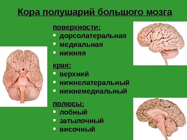 Кора полушарий большого мозга поверхности:  дорсолатеральная медиальная  нижняя края:  верхний нижнелатеральный