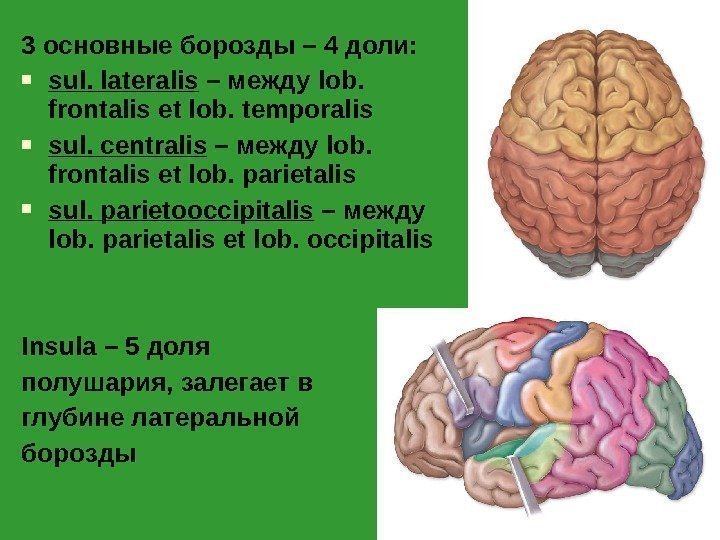 3 основные борозды – 4 доли:  sul. lateralis – между lob.  frontalis