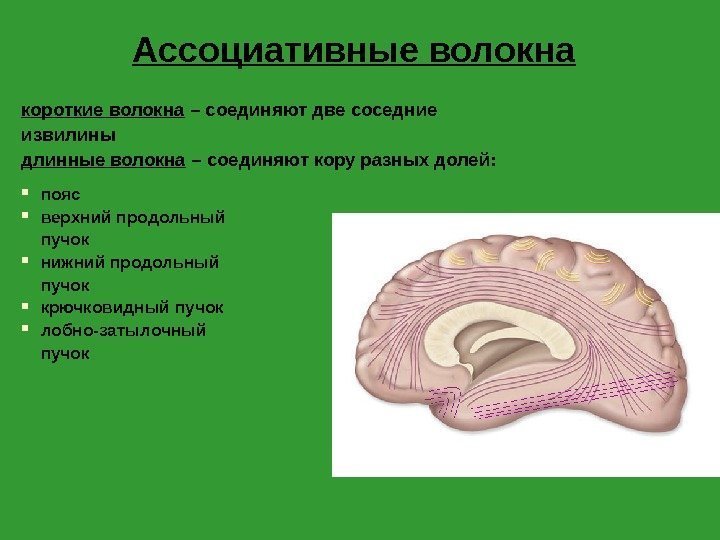 Ассоциативные волокна короткие волокна – соединяют две соседние извилины длинные волокна – соединяют кору