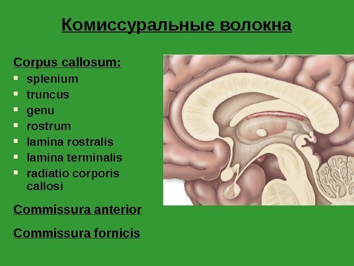 Комиссуральные волокна Corpus callosum :  splenium truncus genu  rostrum lamina rostralis lamina