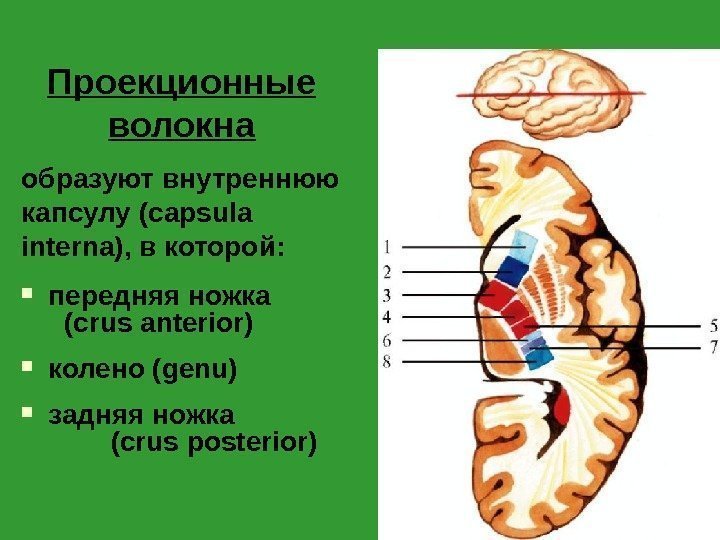 Проекционные волокна образуют внутреннюю капсулу (capsula interna) , в которой:  передняя ножка 