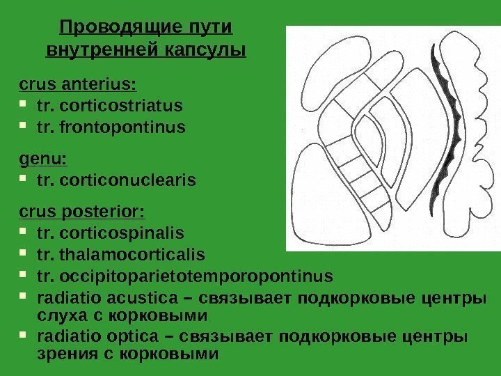 Проводящие пути внутренней капсулы crus anterius :  tr. corticostriatus tr. frontopontinus genu :