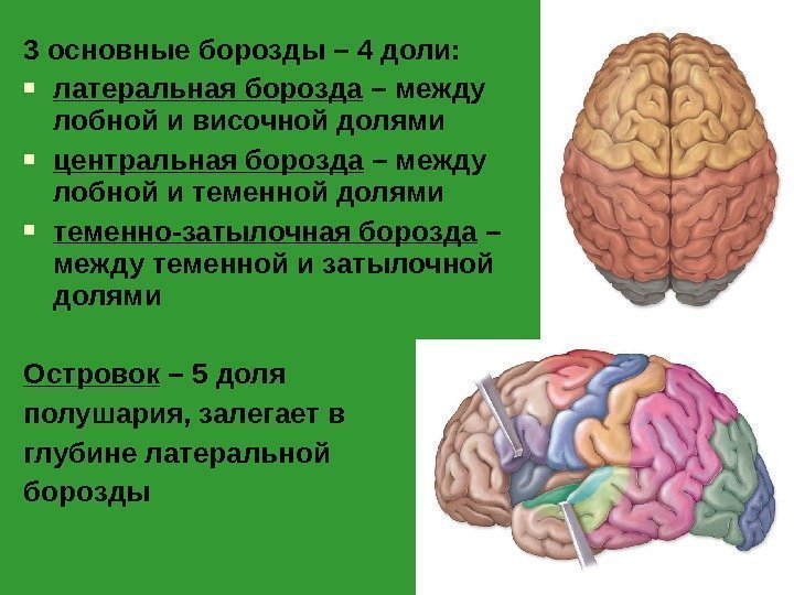 3 основные борозды – 4 доли:  латеральная борозда – между лобной и височной