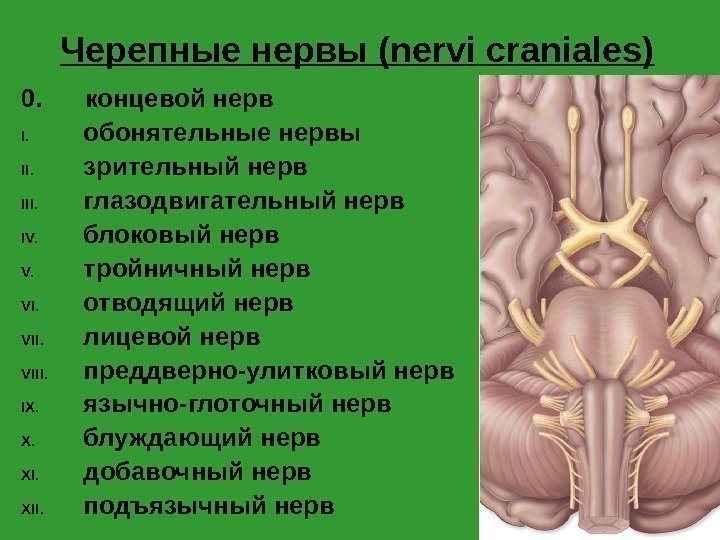 Черепные нервы ( nervi craniales) 0.  концевой нерв I.  обонятельные нервы II.