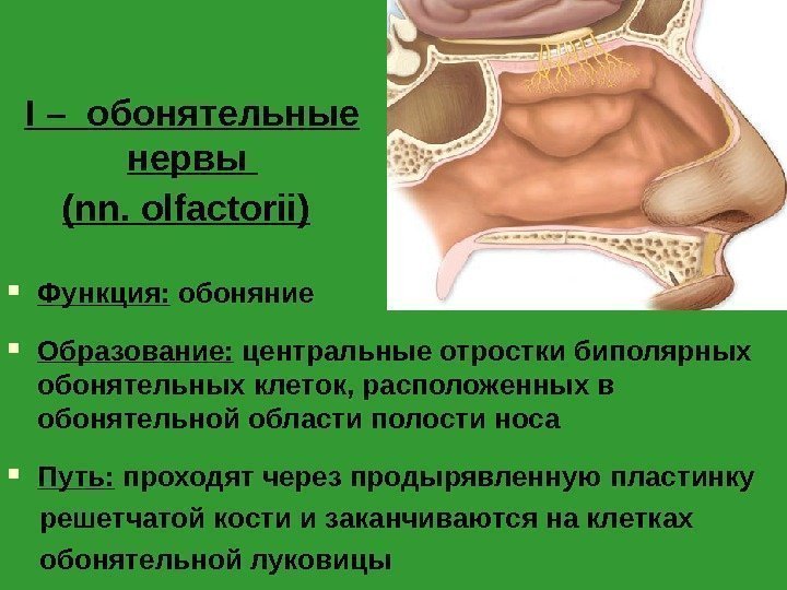 I –  обонятельные нервы ( nn. olfactorii )  Функция:  обоняние Образование: