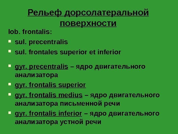 Рельеф дорсолатеральной поверхности lob. frontalis :  sul. precentralis sul. frontales superior et inferior