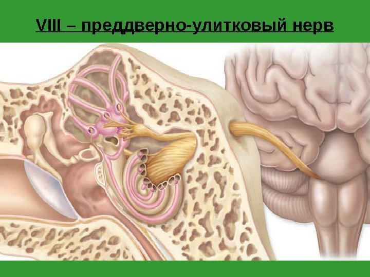 VIII – преддверно-улитковый нерв 