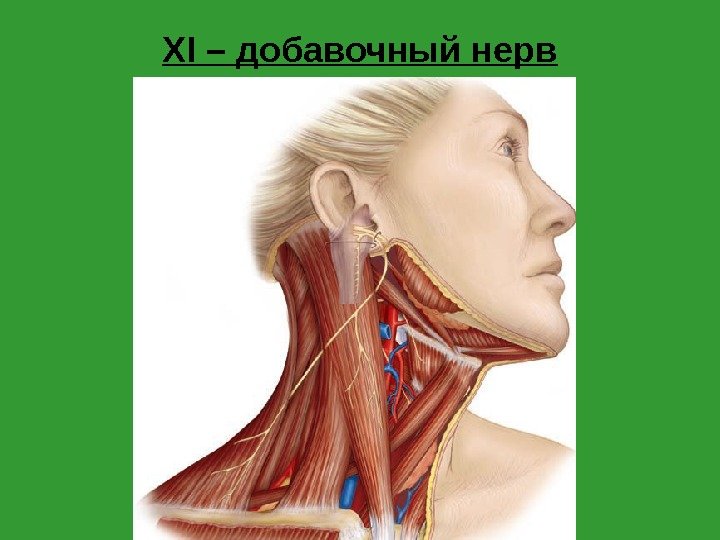 XI – добавочный нерв 