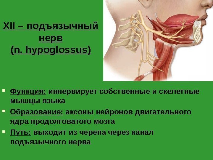 XII – подъязычный нерв (n. hypoglossus) Функция:  иннервирует собственные и скелетные мышцы языка