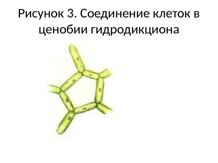 Рисунок 3. Соединение клеток в ценобии гидродикциона 