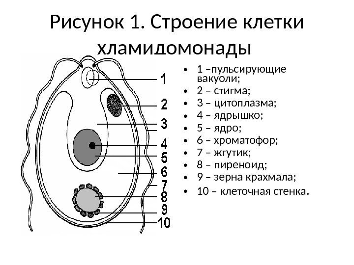 Рисунок 1. Строение клетки хламидомонады  • 1 –пульсирующие вакуоли;  • 2 –