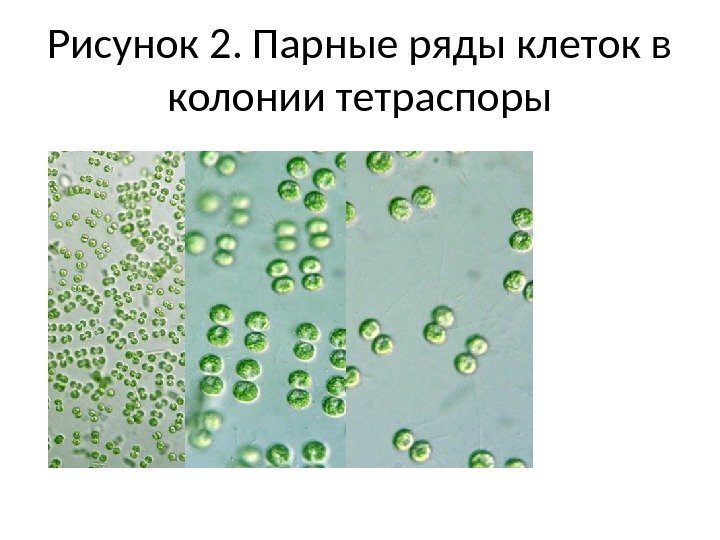 Рисунок 2. Парные ряды клеток в колонии тетраспоры 