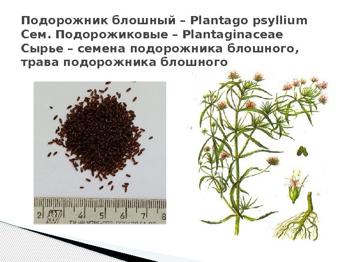 Подорожник блошный – Plantago psyllium Сем. Подорожиковые – Plantaginaceae Сырье – семена подорожника блошного,