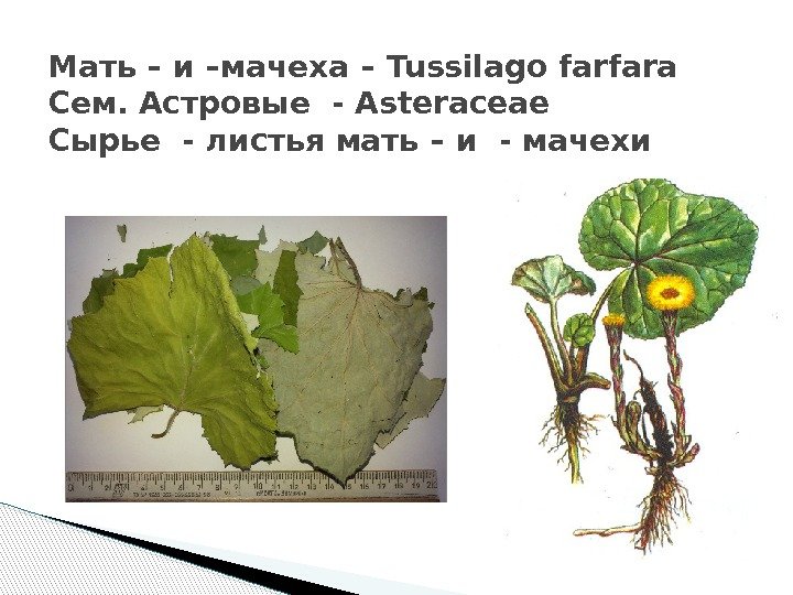 Мать – и –мачеха – Tussilago farfara Сем. Астровые - Asteraceae Сырье - листья