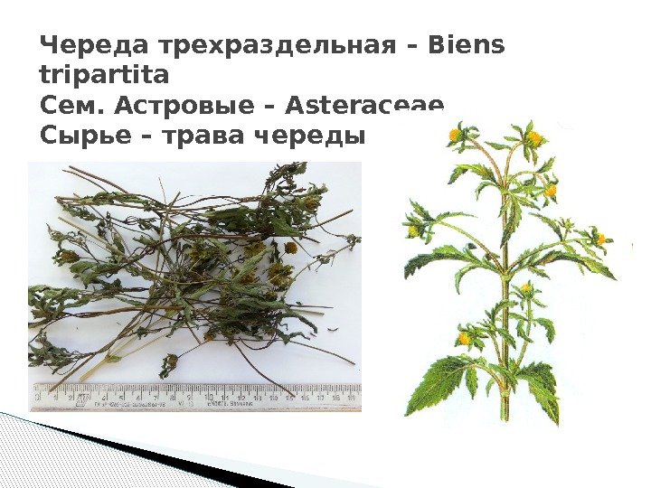 Череда трехраздельная – Biens tripartita Сем. Астровые – Аsteraceae Сырье – трава череды 