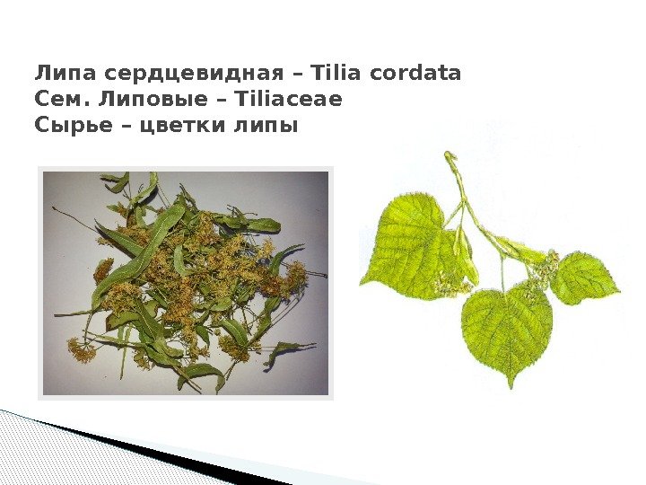 Липа сердцевидная – Tilia cordata Сем. Липовые – Tiliaceae Сырье – цветки липы 