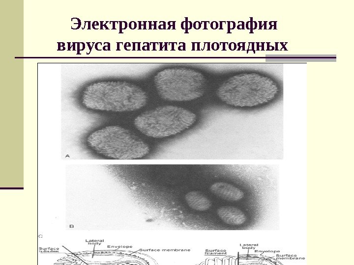   Электронная фотография  вируса гепатита плотоядных 