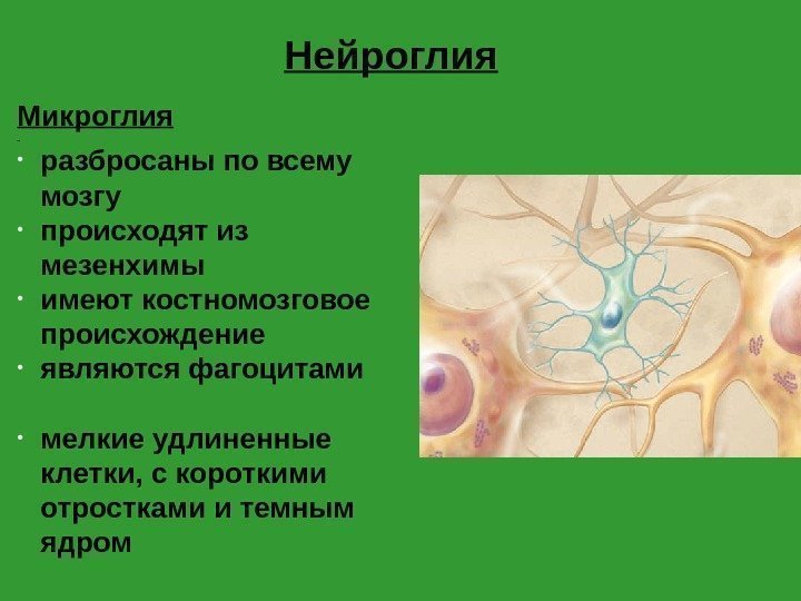 Нейроглия Микроглия  • разбросаны по всему мозгу  • происходят из мезенхимы •