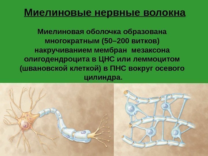 Миелиновые нервные волокна Миелиновая оболочка образована многократным (50– 200 витков) накручиванием мембран мезаксона олигодендроцита