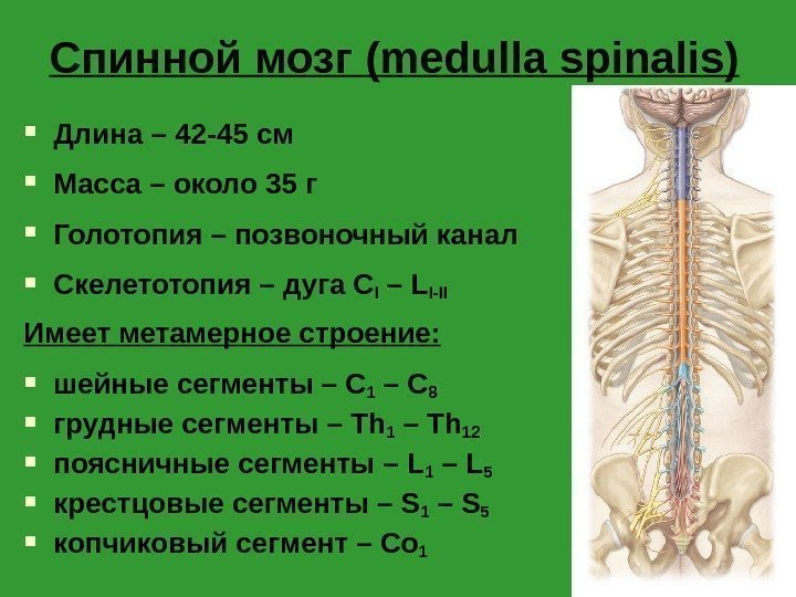 Спинной мозг (medulla spinalis) Длина – 42 -45 см Масса – около 35 г