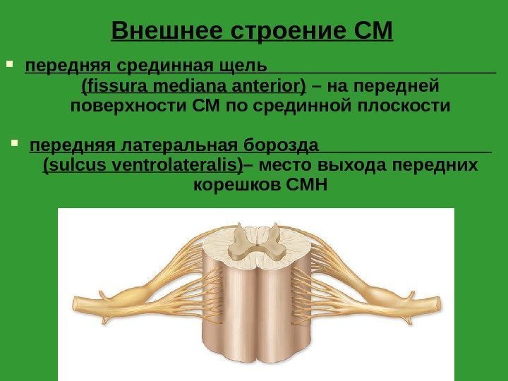Внешнее строение СМ передняя срединная щель    (fissura mediana anterior) – на