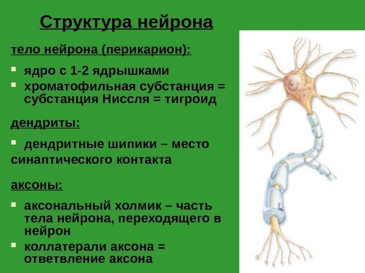 Структура нейрона тело нейрона (перикарион):  ядро с 1 -2 ядрышками хроматофильная субстанция =