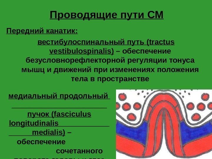 Проводящие пути СМ Передний канатик: вестибулоспинальный путь (tractus vestibulospinalis)  – обеспечение безусловнорефлекторной регуляции