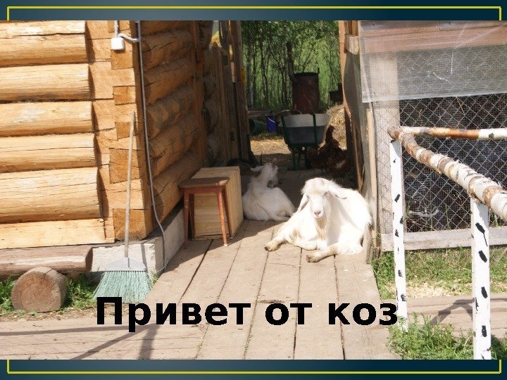 Привет от коз 