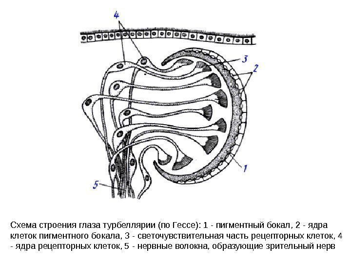 Схема строения глаза турбеллярии (по Гессе): 1 - пигментный бокал, 2 - ядра клеток