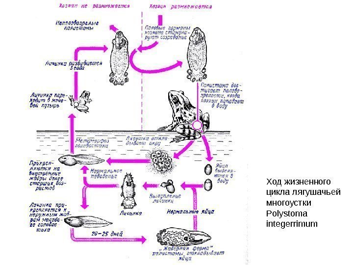 Ход жизненного цикла лягушачьей многоустки Polystoma integerrimum 