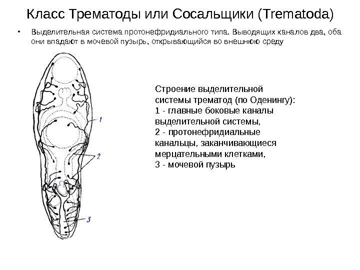 Класс Трематоды или Сосальщики ( Trematoda) • Выделительная система протонефридиального типа. Выводящих каналов два,