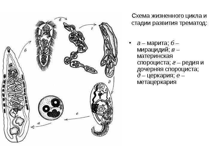 Схема жизненного цикла и стадии развития трематод:  • а – марита;  б