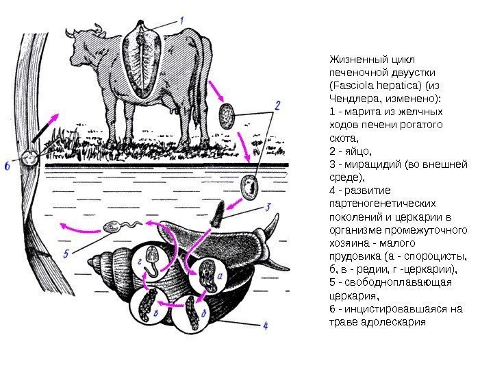 Жизненный цикл печеночной двуустки (Fasciola hepatica) (из Чендлера, изменено):  1 - марита из