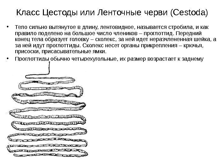 Класс Цестоды или Ленточные черви (Cestoda) • Тело сильно вытянутое в длину, лентовидное, называется
